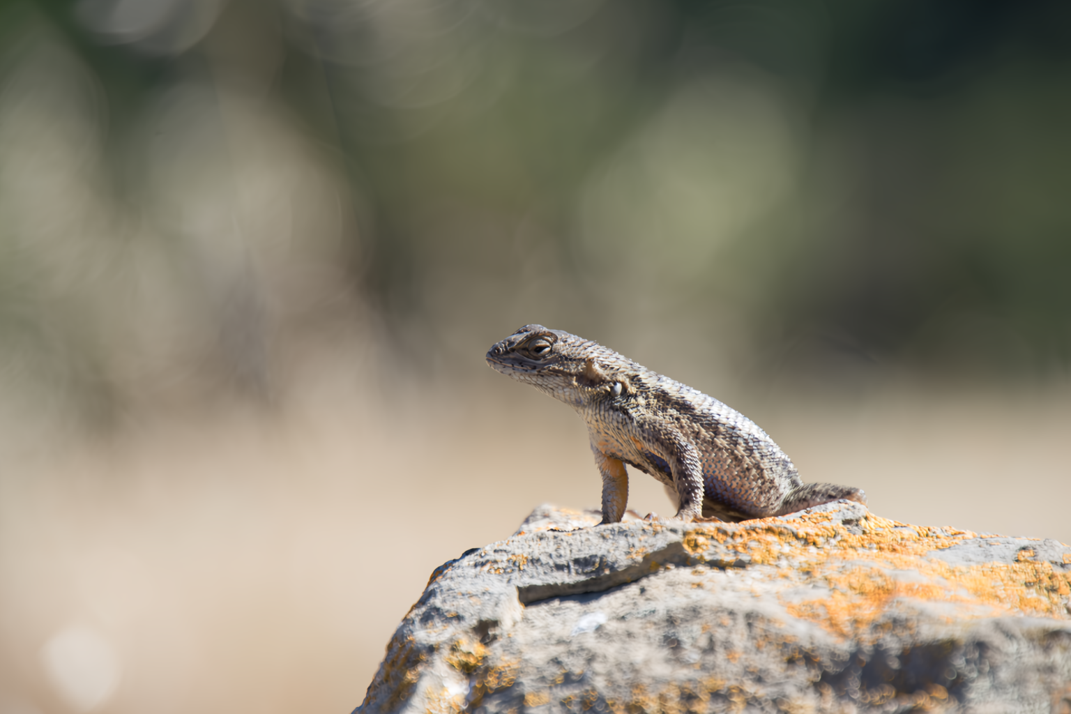 Lizard Pets for Beginners: Choosing the Best Starter Lizards