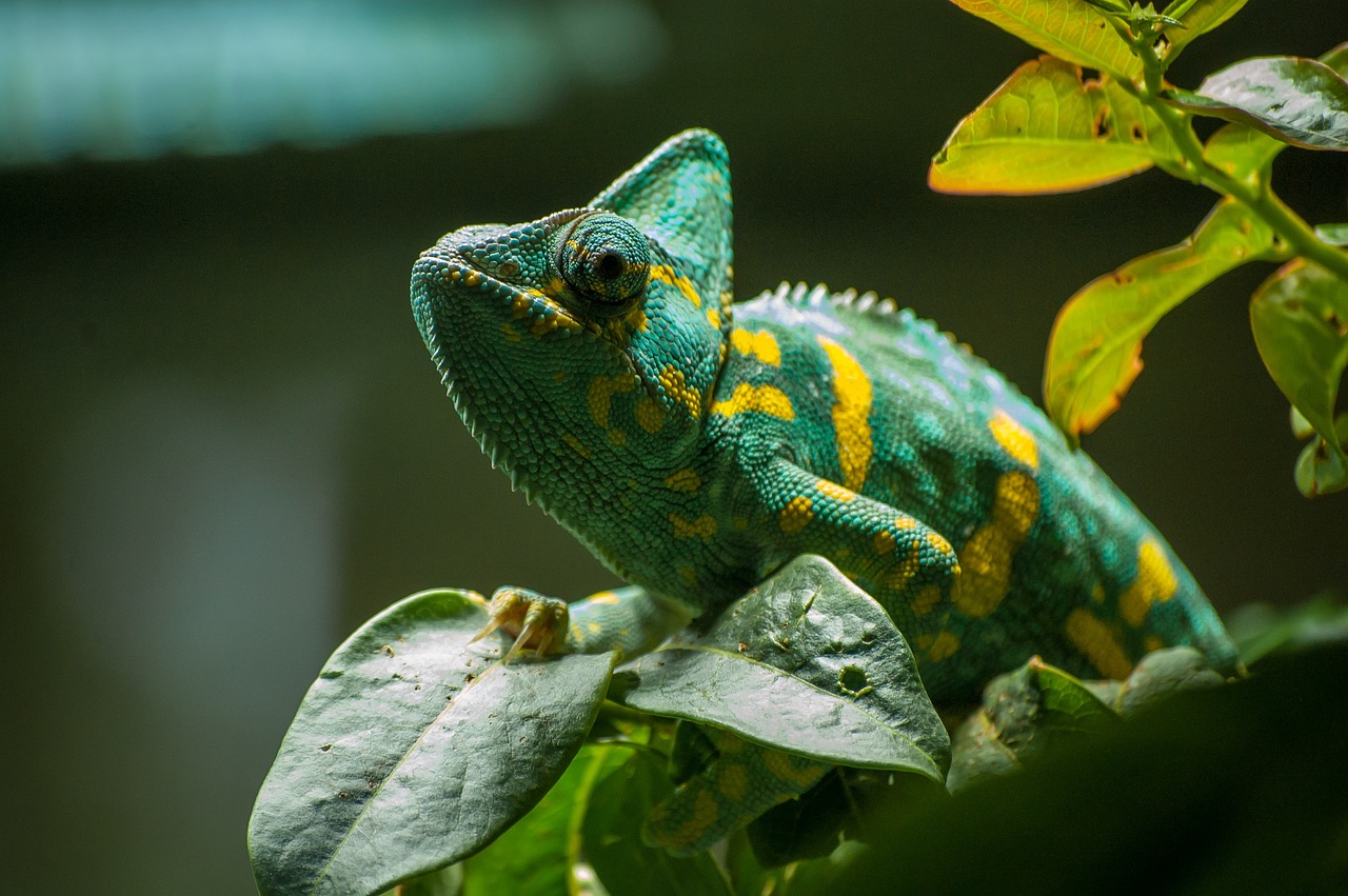 Exotic Lizard Pets: Best Exotic Lizards You Can Own