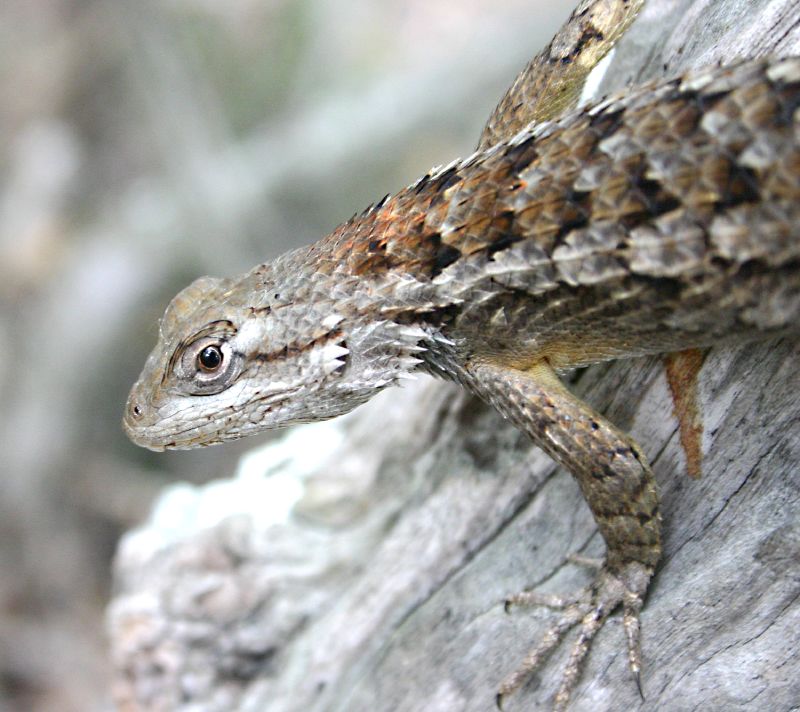 Texas Spiny Lizard